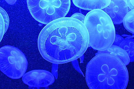 Blue jellyfish in ocean water
