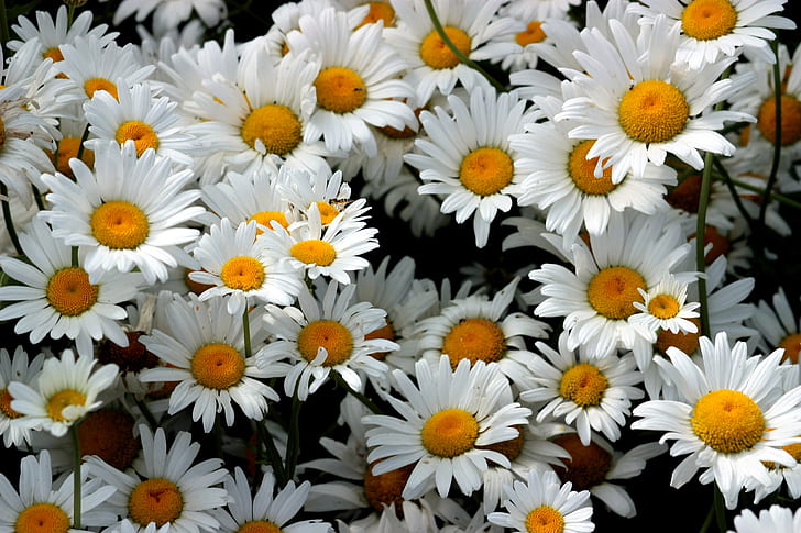 closeup photography of white daisies