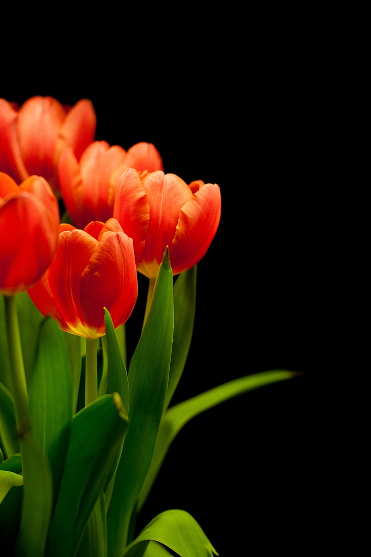 photo of orange tulip flowers