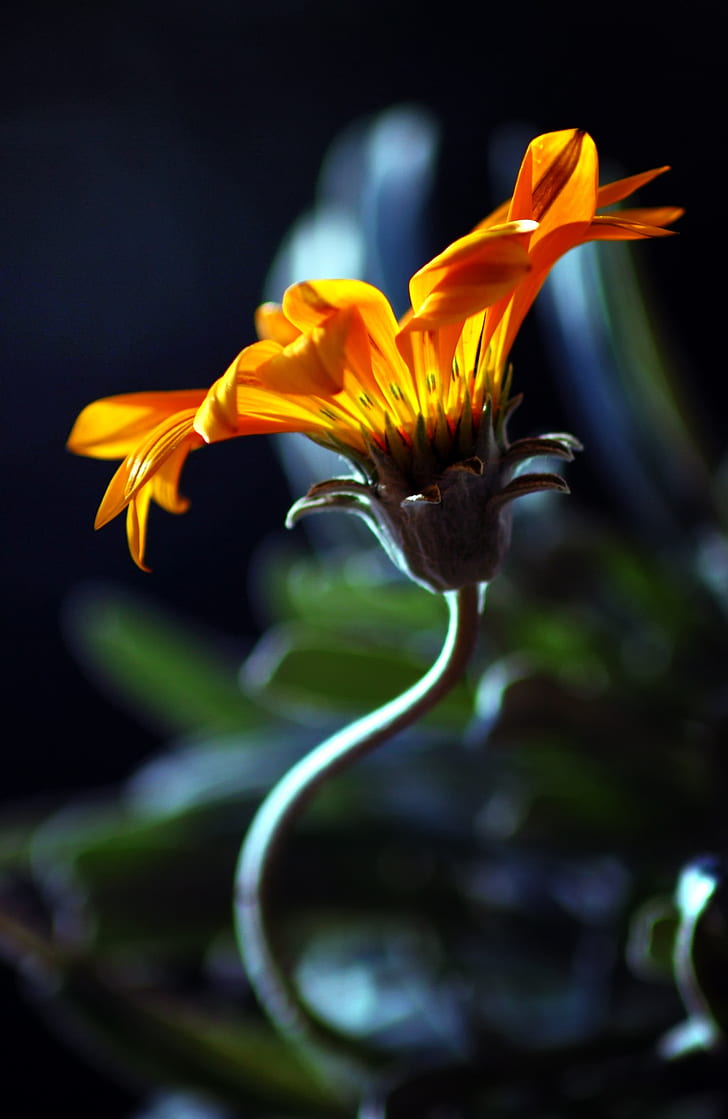 orange daisy flower