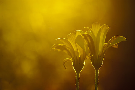 shallow focus photography of yellow flowers