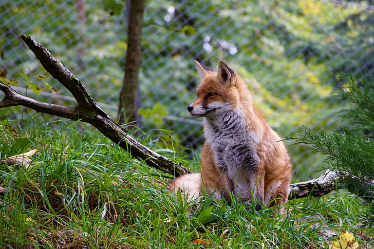 brown fox on green grass field