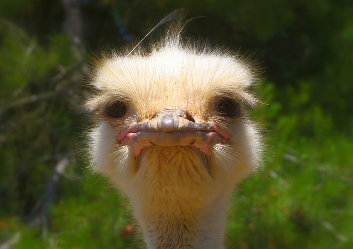 portrait photo of ostrich