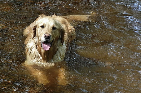 adult dark golden retriever at calm body of water