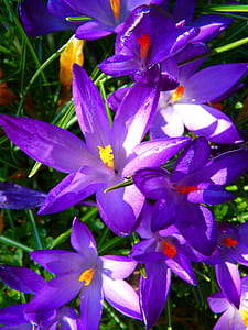 purple crane lily flower