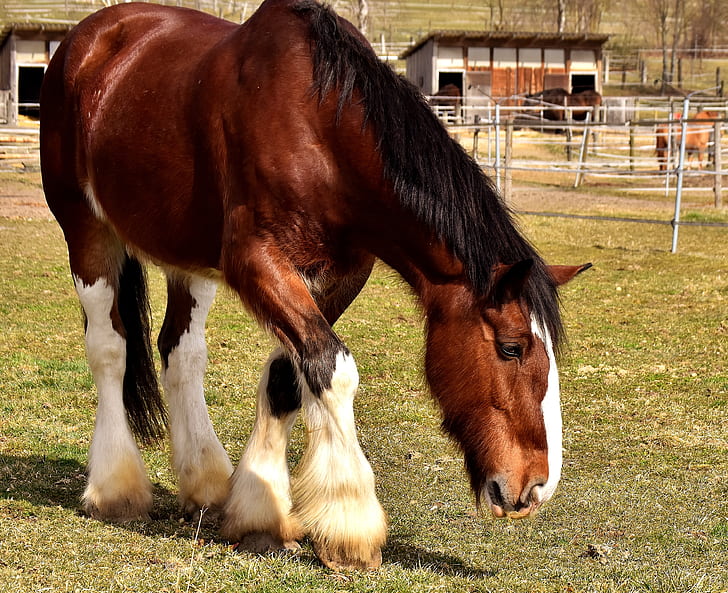 brown and white horse on field during daytime