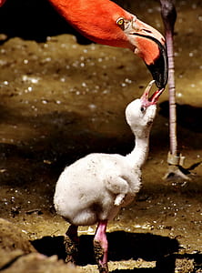 orange and orange flamingo feeding white flamingo hatch link