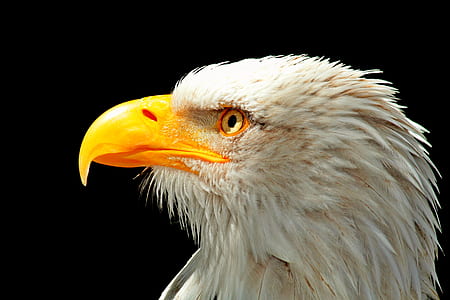 whit eagle illustration