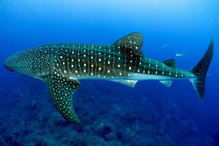 underwater photography of whale shark
