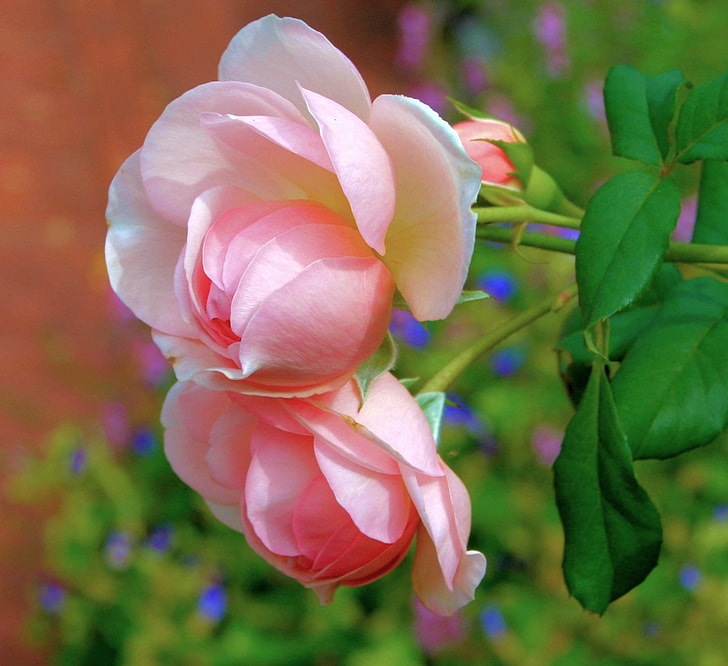 closeup photography of pink roses
