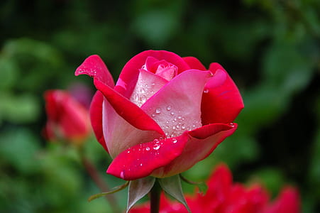 shallow photography on red rose