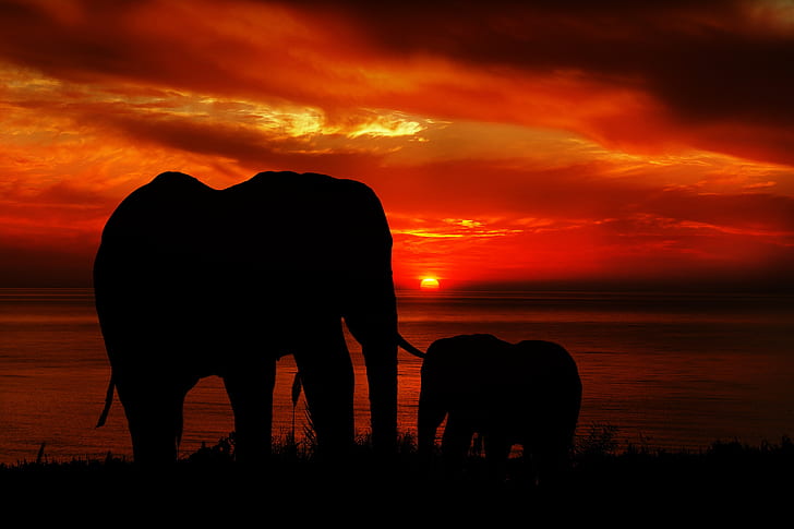 silhouette of two elephants during sunset