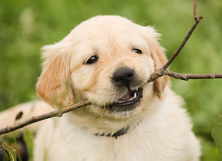 golden retriever puppy biting stick