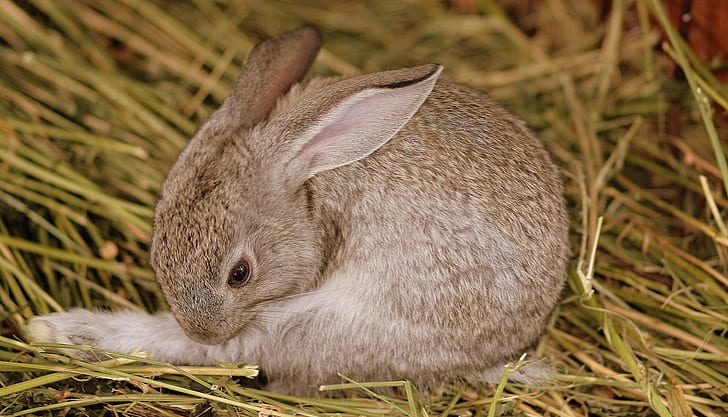 photo of brown rabbit