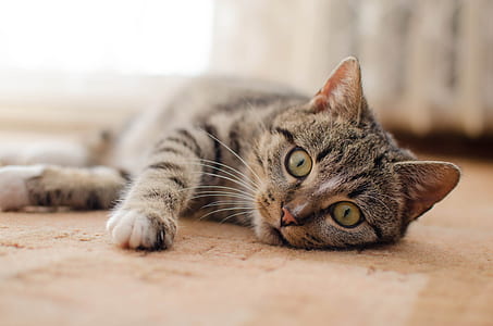 photo of brown tabby cat reclining on floor