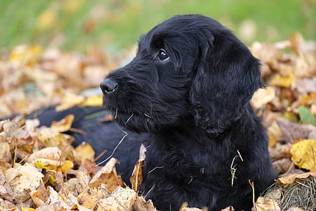 black labrador retriever puppy lying on dried leaves