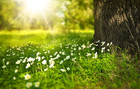 white petaled flowers in grass beside tree under sunshine