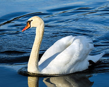 white swan in water