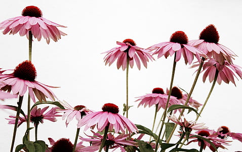 pink coneflowers closeup photography