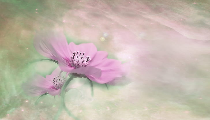 pink cosmos flower painting