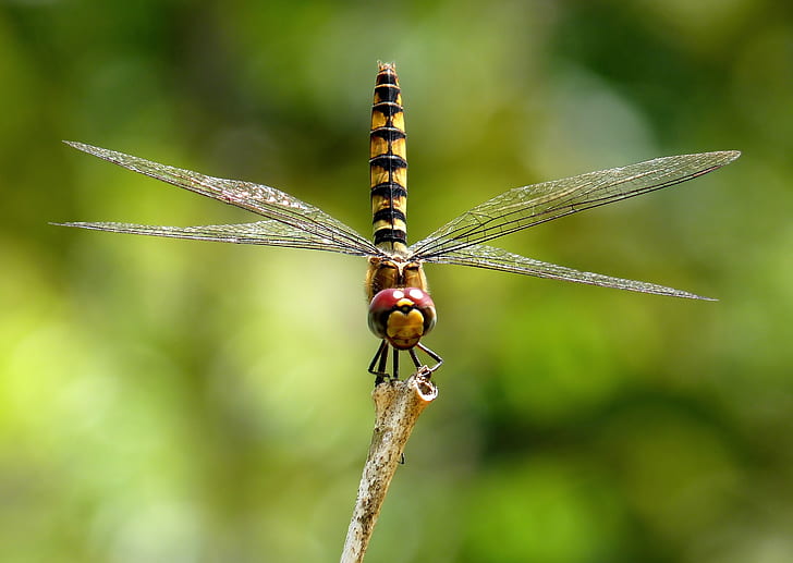 yellow and black darner dragonfly