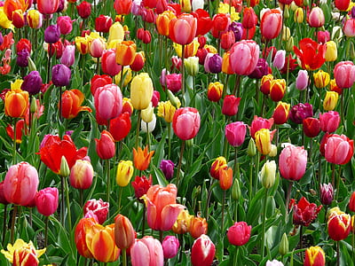assorted-color tulip field