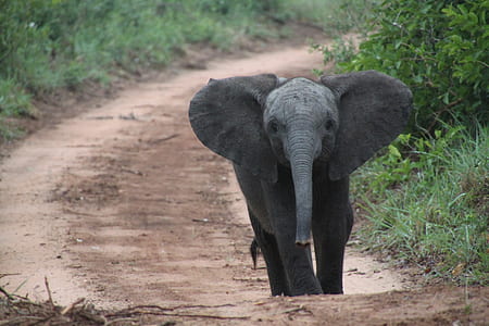 elephant walking on brown pathway during day time
