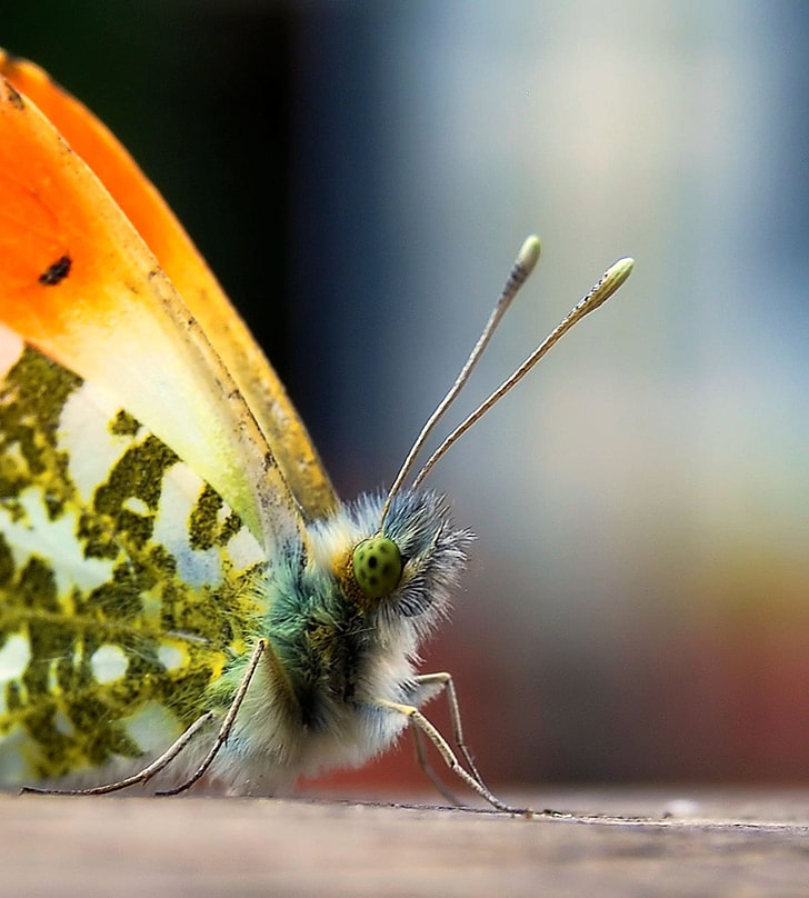 macro photo of green and orange butterfly