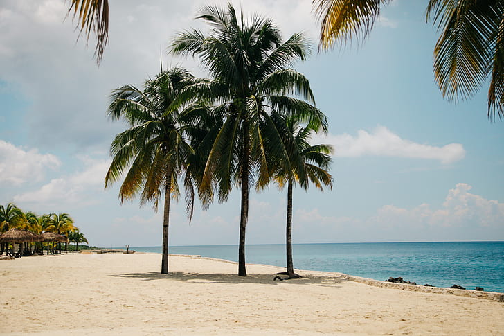 three palm tree near seashore