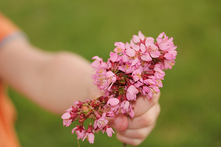 person holding pink clustered flowers