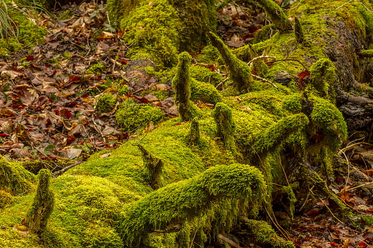 photo of tree branch full of moss