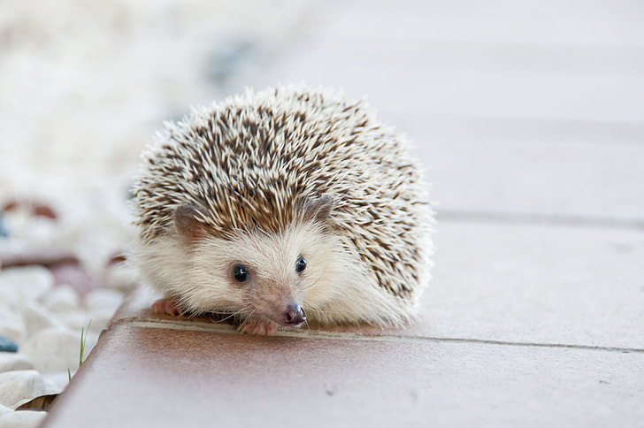 brown hedgehog on brown surface