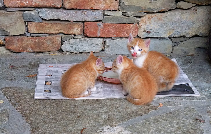 three orange tabby cats on neewspaper