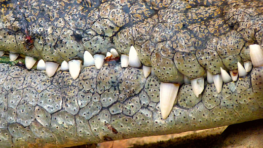 photography of crocodile's teeth