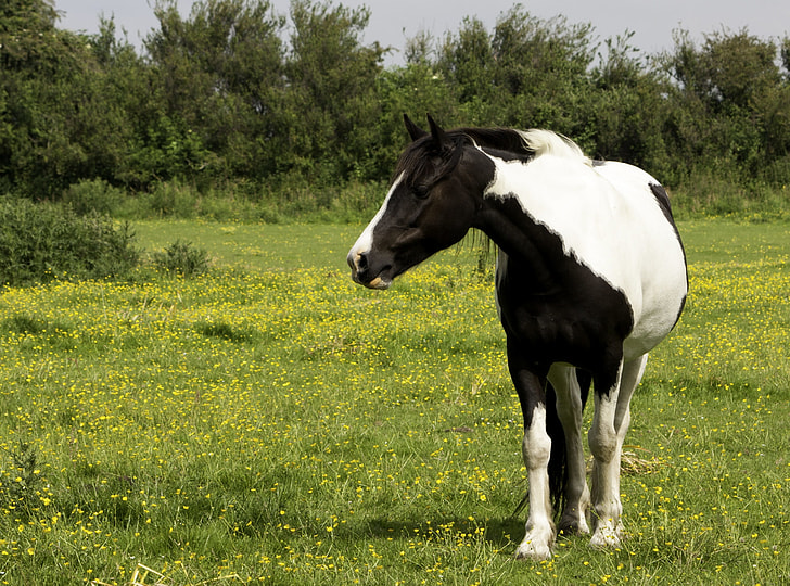 white and black horse on grass