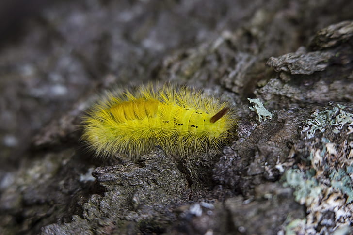 Yellow Tussock Moth Caterpillar on Black Rock Close Up Photography
