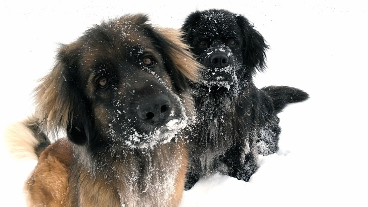 short-coat brown and black puppies on snow field