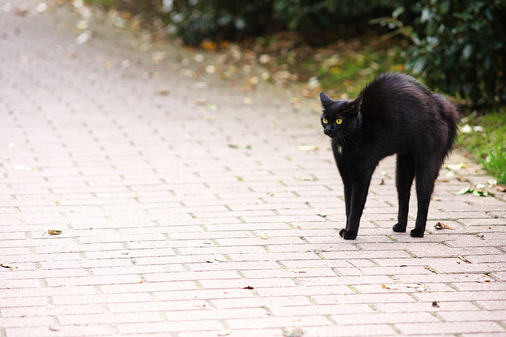 black cat on concrete pavement