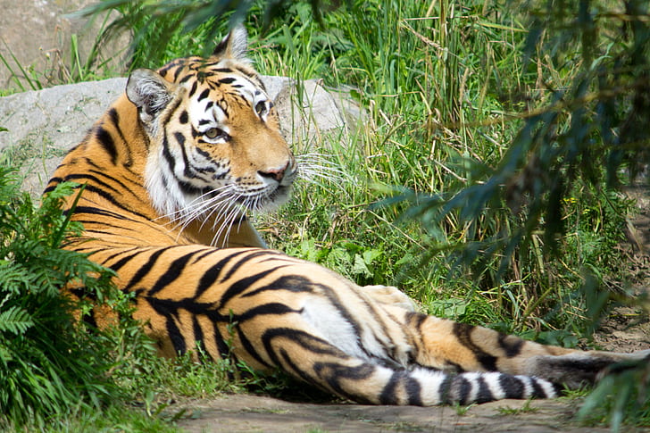closeup photography of tiger lying on grass
