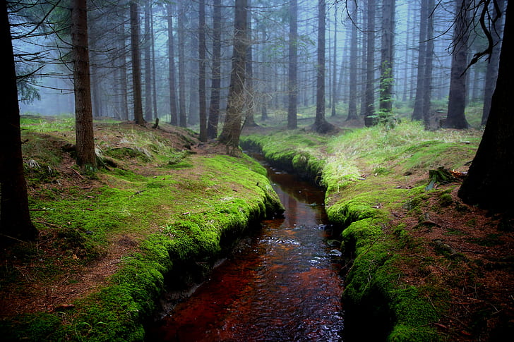 stream on forest at daytime