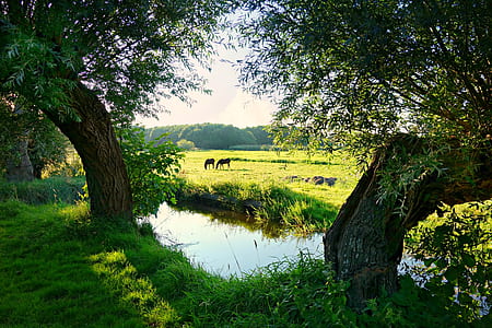 two animals on grass field near river with trees