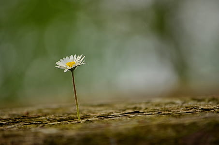 shallow focus photography of white daisy