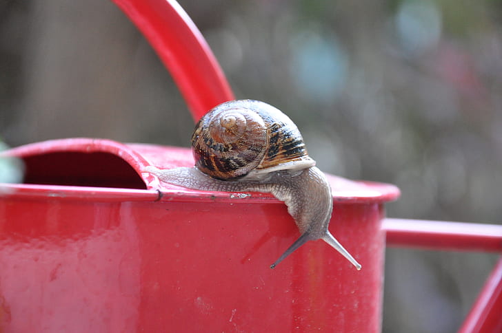 brown snail on red watering can