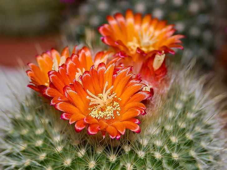 closeup photography of orange cactus flowers