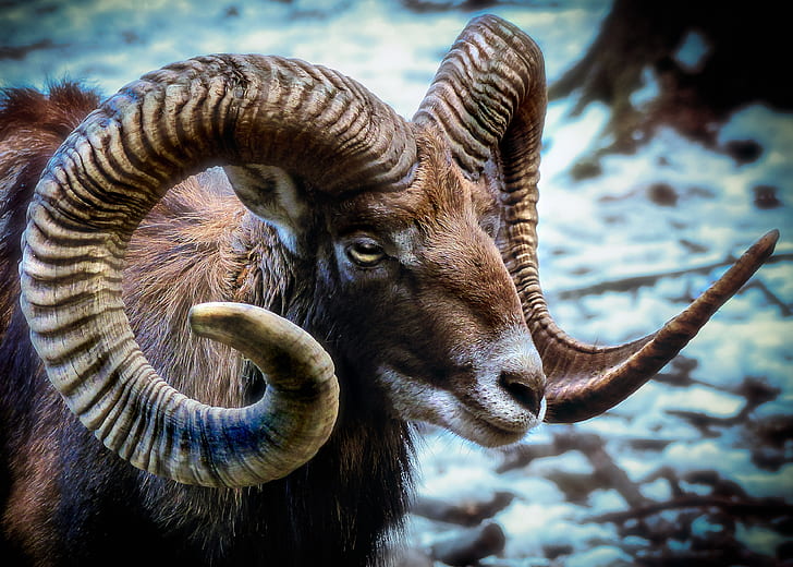 brown ram goat