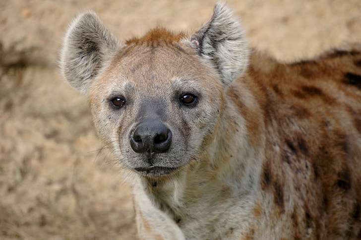 wildlife photography of brown and gray hyena