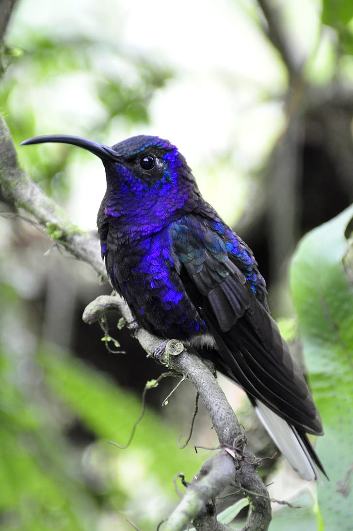 shallow focus photography of blue and black hummingbird during daytime