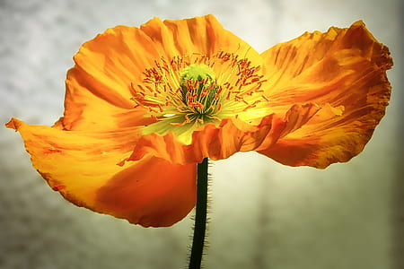 orange petaled flower in macro photography