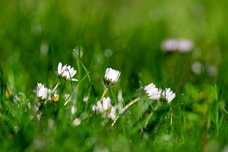 selective focus photography of white flowers