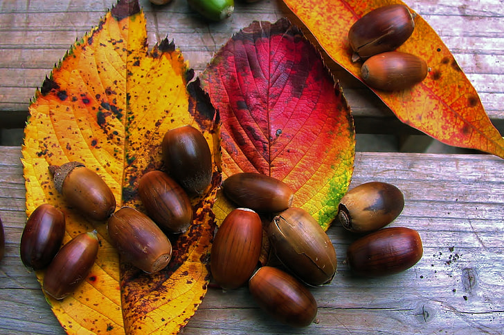 Closeup shot of Autumn leaves and acorns